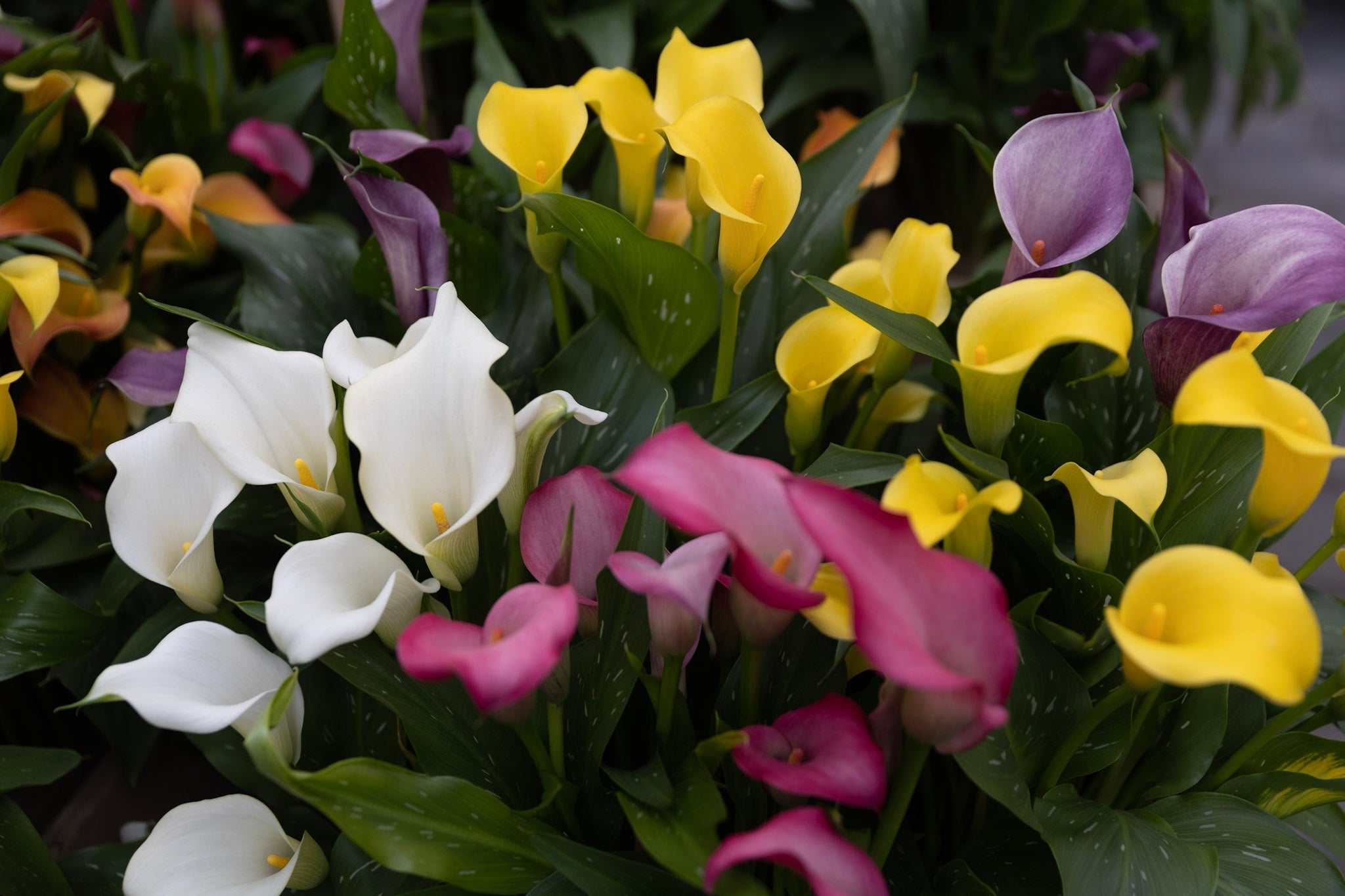 Bloeiende calla's (Zantedeschia) in wit, geel, oranje, roze en paars door elkaar